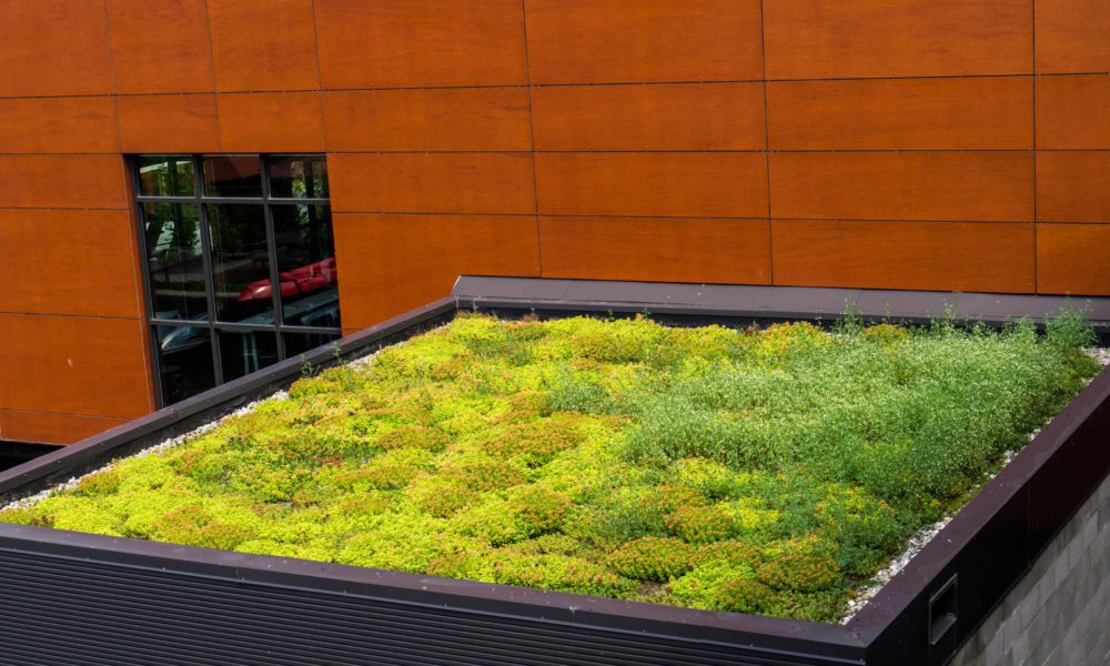 toiture verte ou vivante avec de la végétation qui pousse pour isoler, filtrer l'eau et traiter l'air dans les paysages urbains